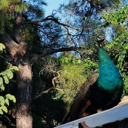 Seker Bungalov Cirali